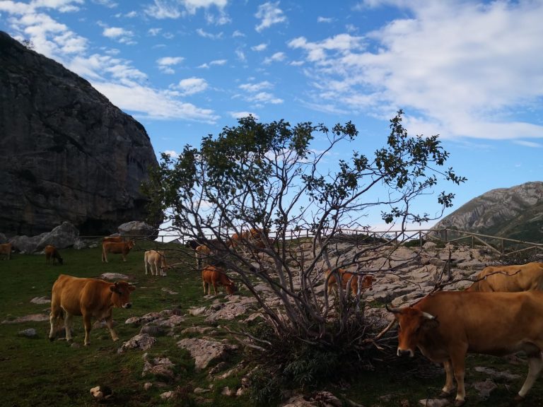 Alto de la Farrapona 3 768x576