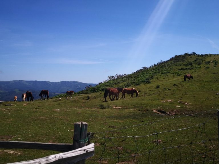 IMG 20200622 162441 768x576