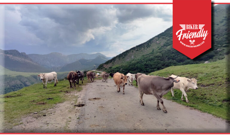 mirador del oso 3 1 768x459