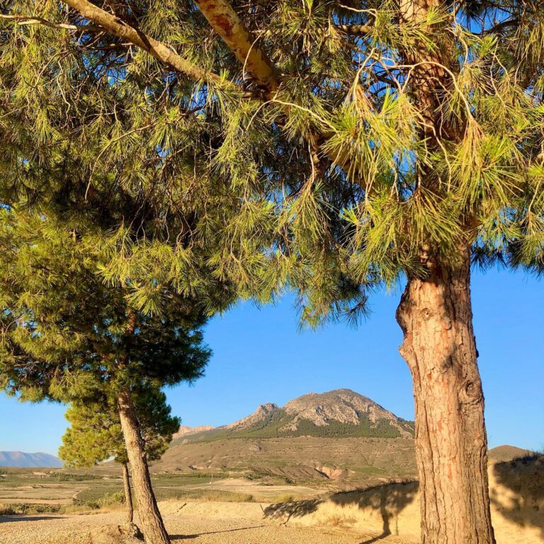 Las Cuevas dunas 768x768