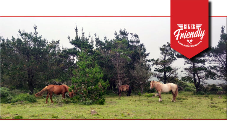 mirador de limo 3 768x459