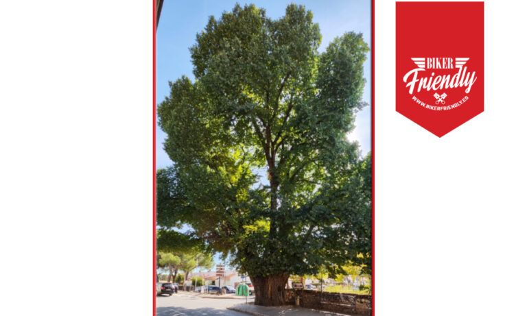 Olmo de Nuevo Baztan 3 768x461