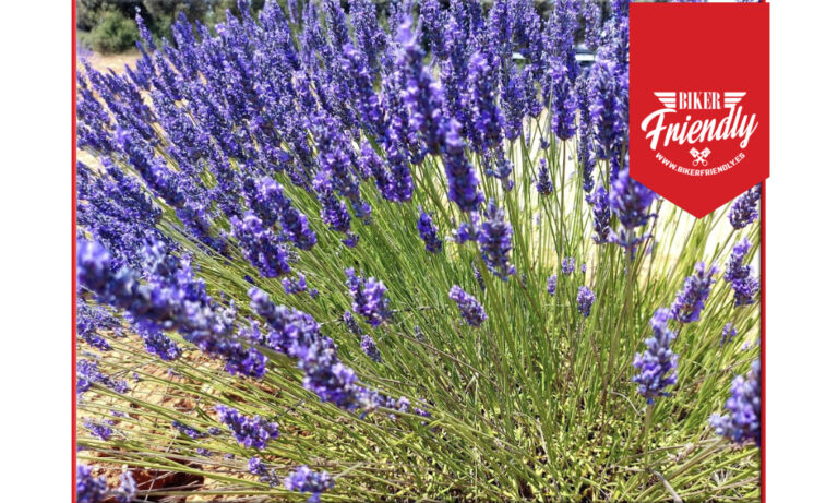 campos de lavanda 2 768x461