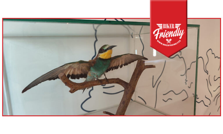 Centro de interpretacion canon rio lobos 10 768x461